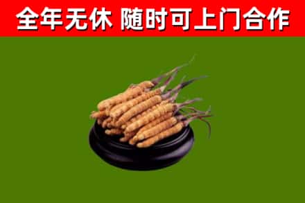 娄星区烟酒回收冬虫夏草.jpg